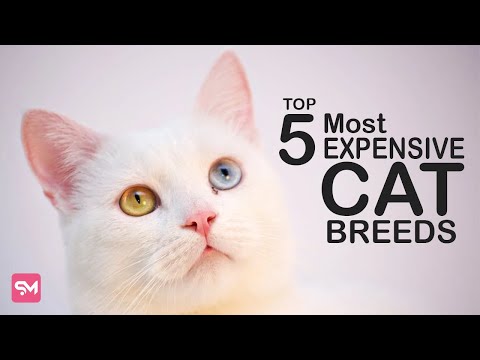Top 5 Most Luxurious And Exotic Cat Breeds In The World | Spoliamag.com