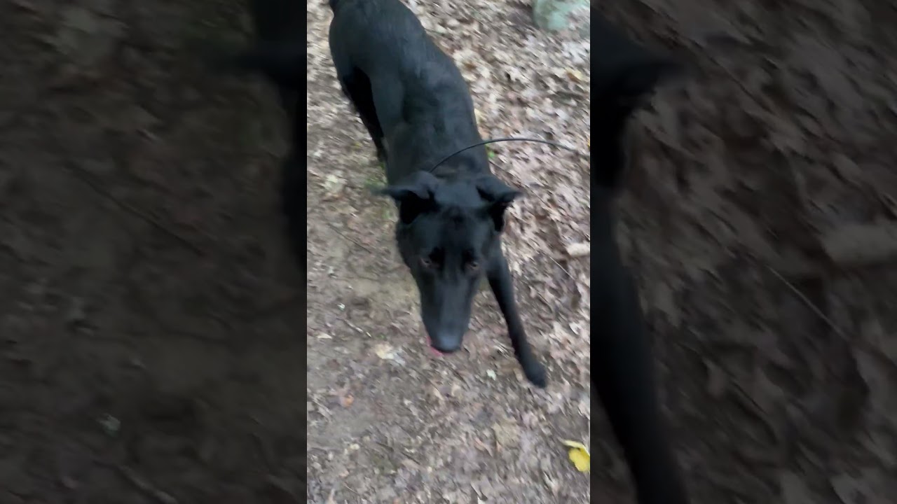 Enlarge skylar, a Adoptable mixed breed in allentown, PA video 2/2