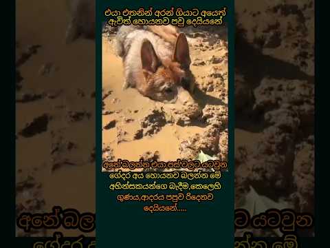 පවු දෙයියනේ හදවත හිරවෙනව😕😟☹️😮😳🥺😭#dogshorts#sadshorts#sadsong#sadstory#dogvideos#trendingshorts