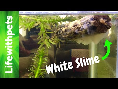 White Slime In Our Betta Fish Tank