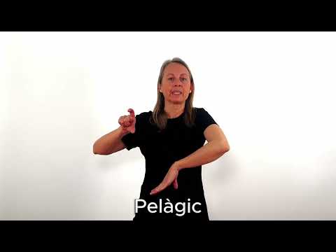 Pelàgic - LSC