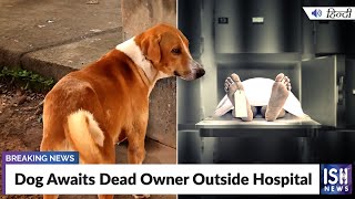 Dog Awaits Dead Owner Outside Hospital