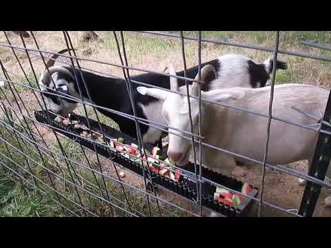 download lagu mp3 mp4 Can Goats Eat Watermelon, download lagu Can Goats Eat Watermelon gratis, unduh video klip Can Goats Eat Watermelon