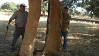 preview picture of video 'Saca del corcho en Oliva de la Frontera'