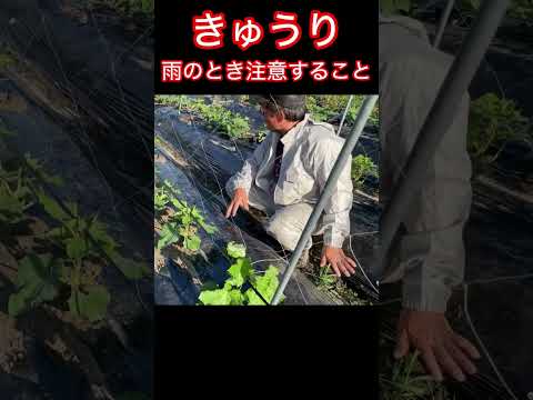 キュウリをトレリスで栽培することが有益な選択肢であるのはなぜですか?  庭園