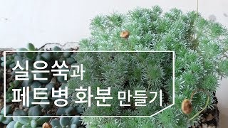 실은쑥과 페트병(재활용) 화분 만들기 succulent 182화 #해맑은TV