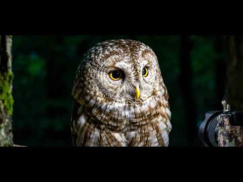 Silent Sentinel of the City: The Tawny Owl’s Hidden Domain