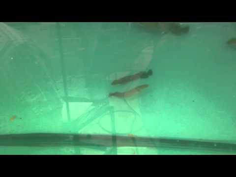 Arapiama feeding frenzy