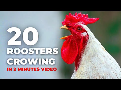20 Rooster Crows Like Crazy in 2 Minutes!#rooster #viral
