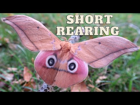 Blushing Emperor Moth: Lobobunaea acetes - A Short Speedrun - Awkward rearing - Saturniidae