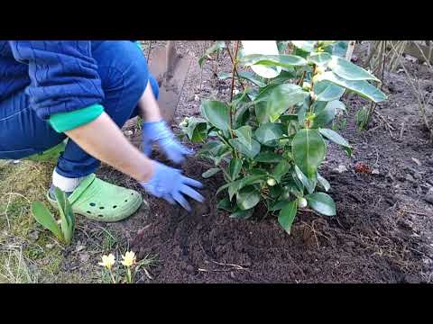 Kamelien festtreten und nicht giessen - Chefgärtnerin zeigt wie's geht