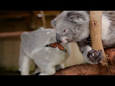 Ongewone vriendskap tussen koala en skoenlapper