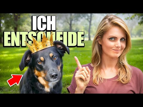 Dein Hund bestimmt den Weg? So wird aus Orientierungslosigkeit Verbindung | LIVE TRAINING