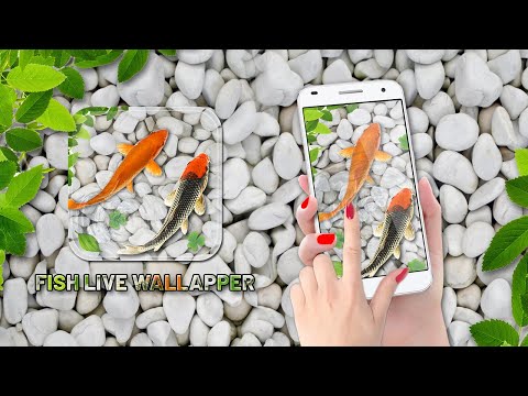 Fish Live Wallpaper Aquarium Video