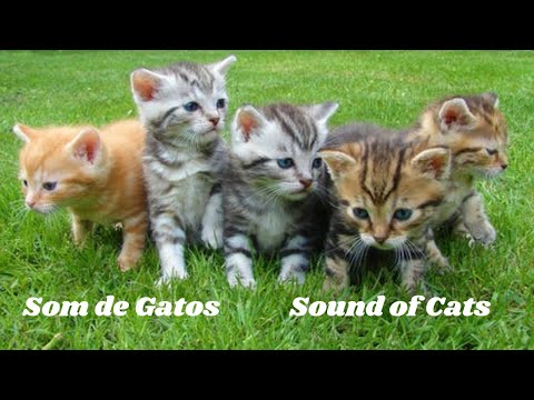 🎶 Sons de Gatos Miando -  Meowing Cats Sounds #sonsdeanimais