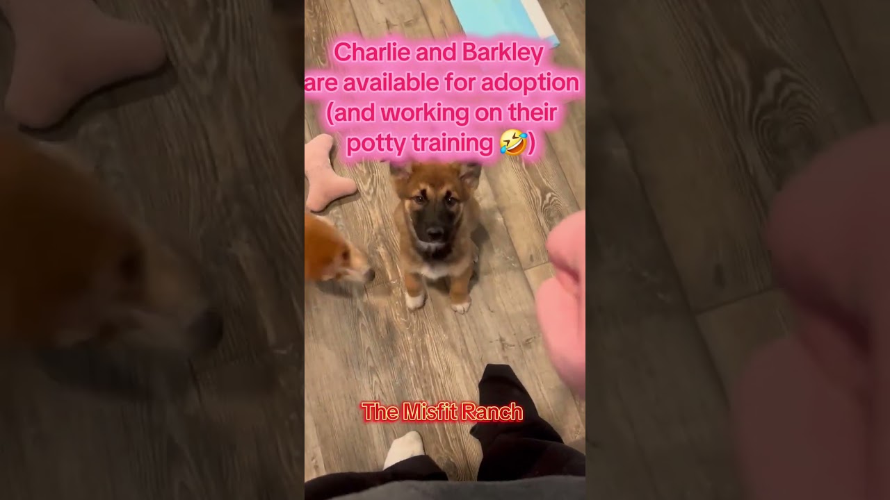 Enlarge Charles, a ADOPTABLE mixed breed in Murrieta, CA video 5/5