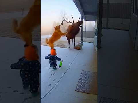 Golden Retriever Saves Child and Mother From Charging Elk