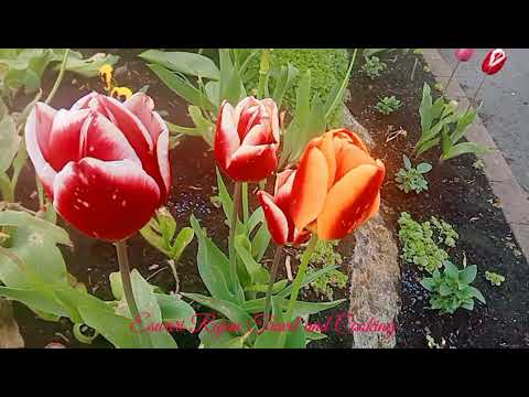 #Ireland 🇮🇪Ireland # Natural Sound#Forest#Flower special#1