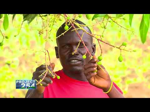 Project 254 - Episode 38 - TURKANA COUNTY IRRIGATION SCHEMES