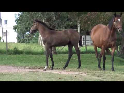 Lote CONTRAMARCA