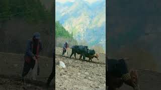 Download lagu manang ma alu lagaudai mp3 Download lagu manang ma alu lagaudai mp3