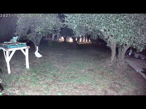 Pastore maremmano (sullo sfondo) salva l'oca dall'attacco di una volpe....Diavolo bianco