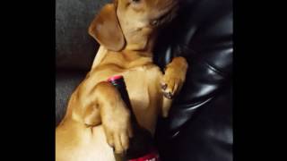 Dog attempt at mannequin challenge (freeze mob)