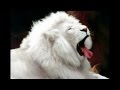 BLACK LION VS WHITE LION 