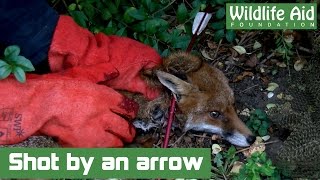 Fox Victim of Horrific Cruelty