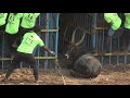 ஜல்லிக்கட்டு 2023 Jallikattu 2023