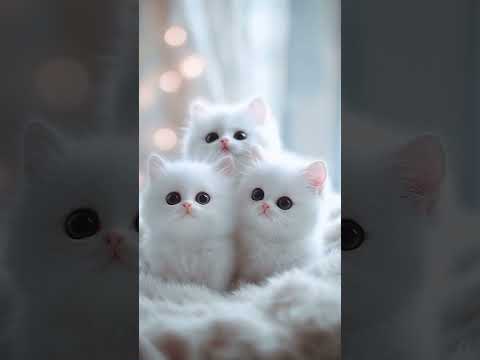 #viralvideoWhite baby kitties #beatifulvoice #arabic #youtubeshorts
