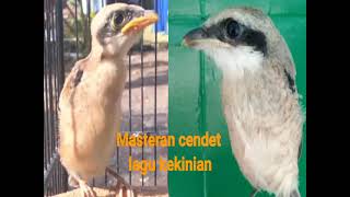 Download lagu Masteran Cendet materi kekinian |full tembakan| mp3