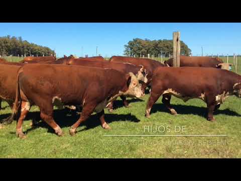 Oferta de "La Hormiga" para remate del 25/10/17