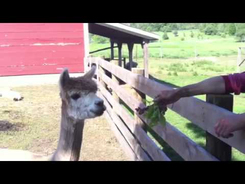 Nemo the "All American" Alpaca
