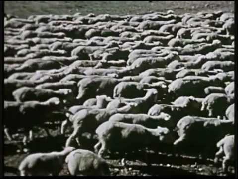 Arsy1 vs. The Ferrari Orgy Death Crashs - Sheep