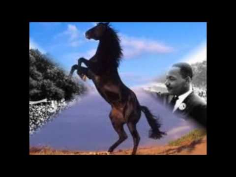 Freedom For The Stallion