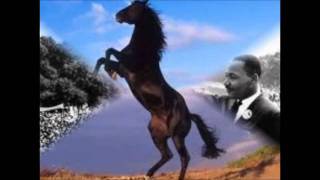 FREEDOM FOR THE STALLION - THREE DOG NIGHT