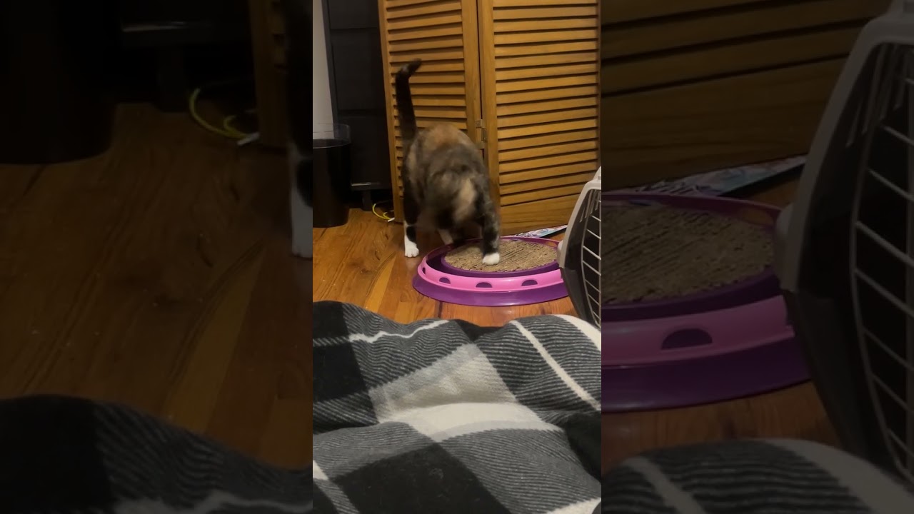 Precious C6937, a Adoptable Domestic Short Hair in Princeton, MN video 6/6