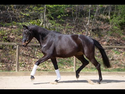 Wallach v./ Gelding by Kentucky - Partout * 2019