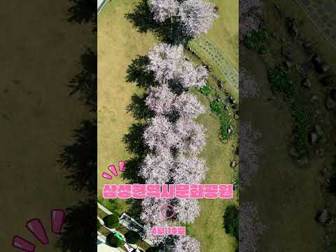 실시간 벚꽃스팟은 어디?