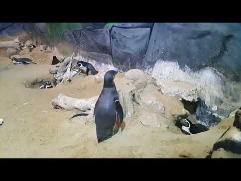 penguin | Al-ain zoo | UAE | |United Arab Emirates |