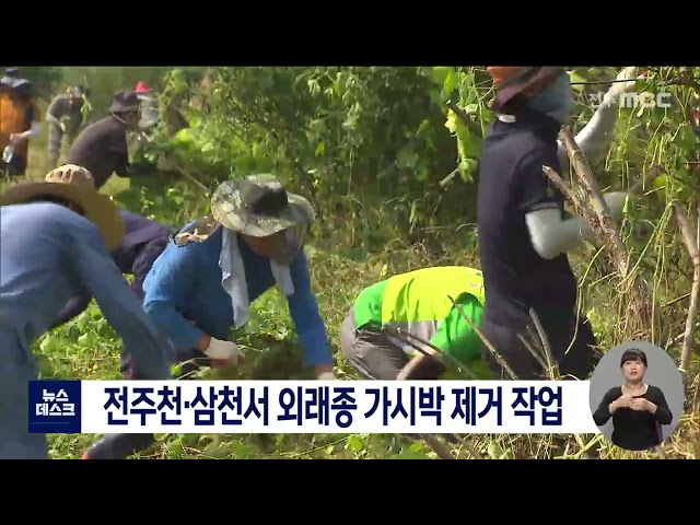 전주천.삼천에서 외래종 가시박 제거 작업