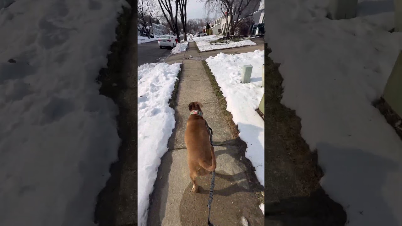 Enlarge Miss Libby , a ADOPTABLE American Bulldog in Marlton, NJ video 4/4