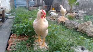 Download lagu Ayam golden permud usia 2 bulan mp3