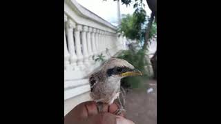 Download lagu Cendet Situbondo mp3
