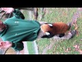 When Red Pandas Attack