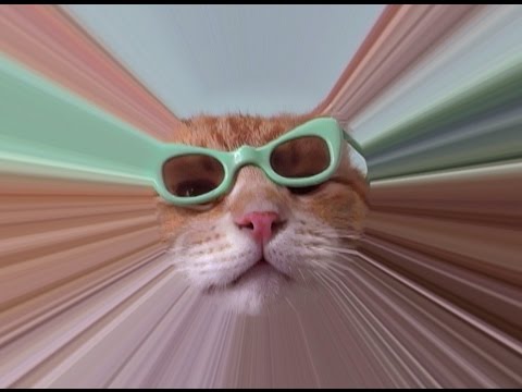 PURE Keyboard Cat Compilation Show