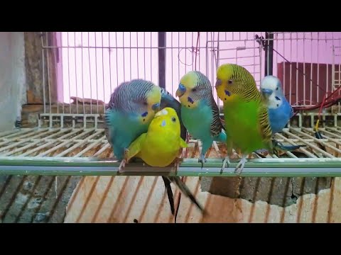 Budgie Sounds for Your Lonely Budgie