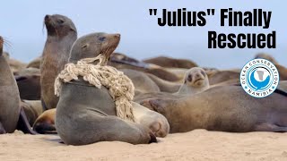 Seal "Julius" FINALLY rescued!