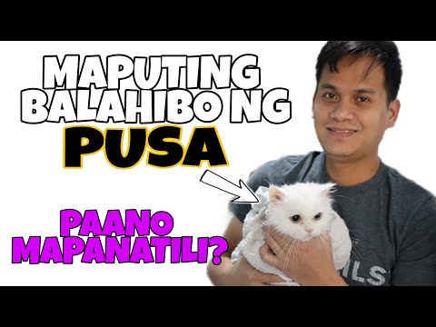 PAANO MAPANATILING MAPUTI ANG BALAHIBO NG PUSA | HOW TO MAINTAIN WHITE CAT FUR